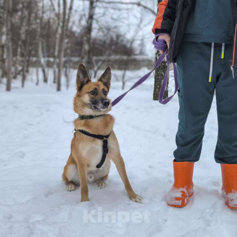 Собаки в Москве: Идеальная квартирная собака Мальчик, Бесплатно - фото 5