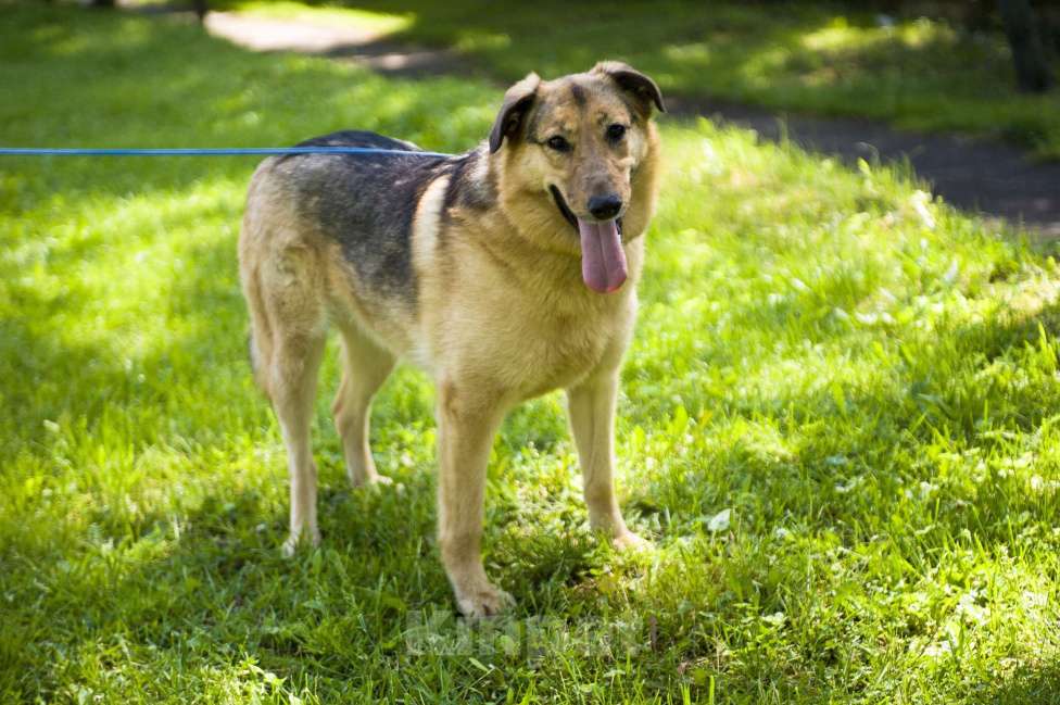 Собаки в Москве: Дуся Девочка, 300 руб. - фото 5