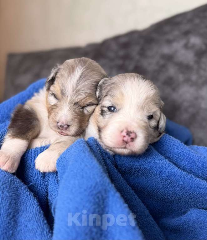 Собаки в Москве: Девочка австралийская овчарки щенок Девочка, Бесплатно - фото 3