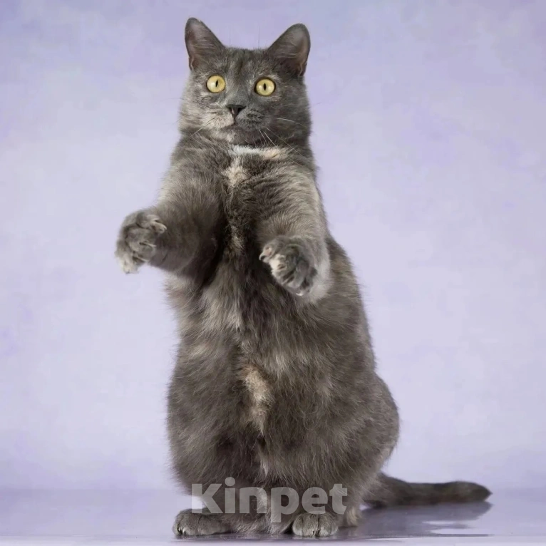 Кошки в Москве: Спасите Лизу из клеточки! Девочка, Бесплатно - фото 4