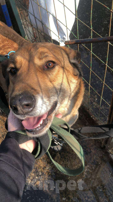 Собаки в Москве: Очаровательный ушастик Лёня из приюта Мальчик, Бесплатно - фото 8