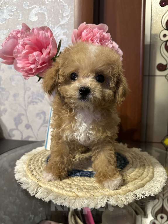 Собаки в Балашихе: Девочка Девочка, 130 000 руб. - фото 3