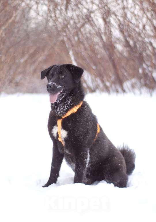 Собаки в Москве: Обаятельный Оникс в добрые руки Мальчик, Бесплатно - фото 4