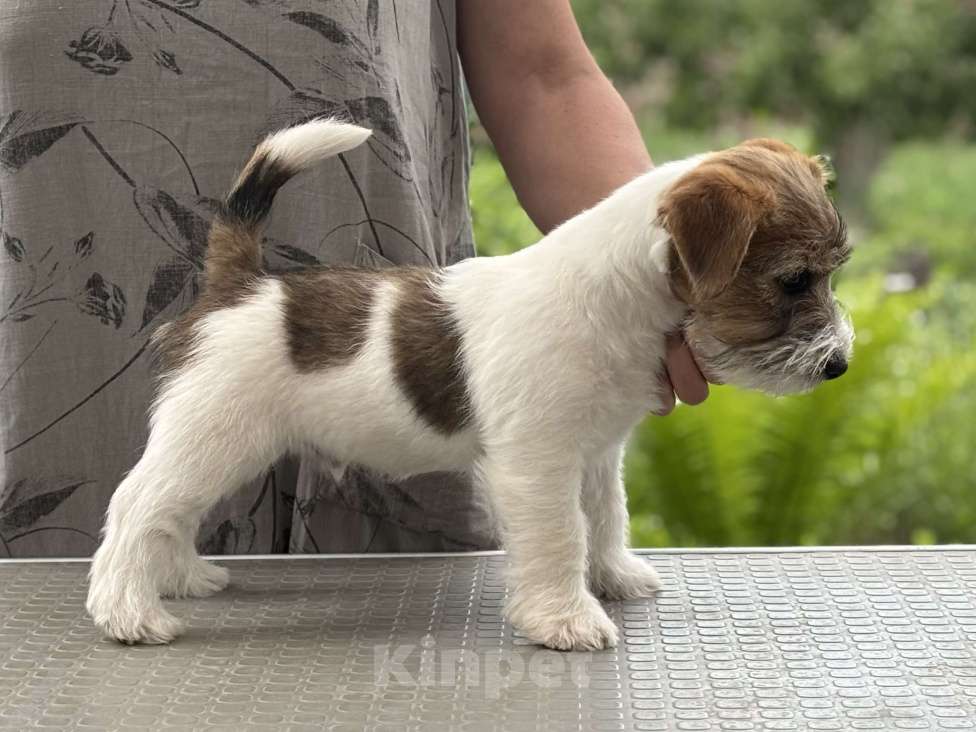 Собаки в других городах Самарской области: Щенки джек рассел терьера г. Самара Мальчик, 70 000 руб. - фото 2