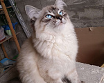 Кошки в Краснодаре: Котята Невская маскарадная color point blue пушистый кот Мальчик, 26 000 руб. - фото 8