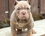 Собаки в других городах Московской области: Американский Булли щенок  Мальчик, 150 000 руб. - фото 2