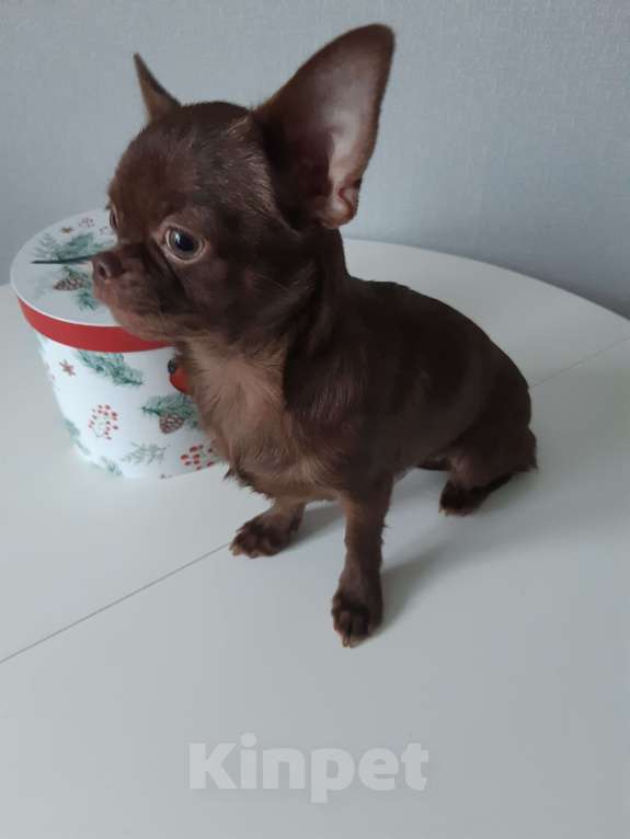 Собаки в Санкт-Петербурге: Малышка чишка Девочка, 35 000 руб. - фото 3