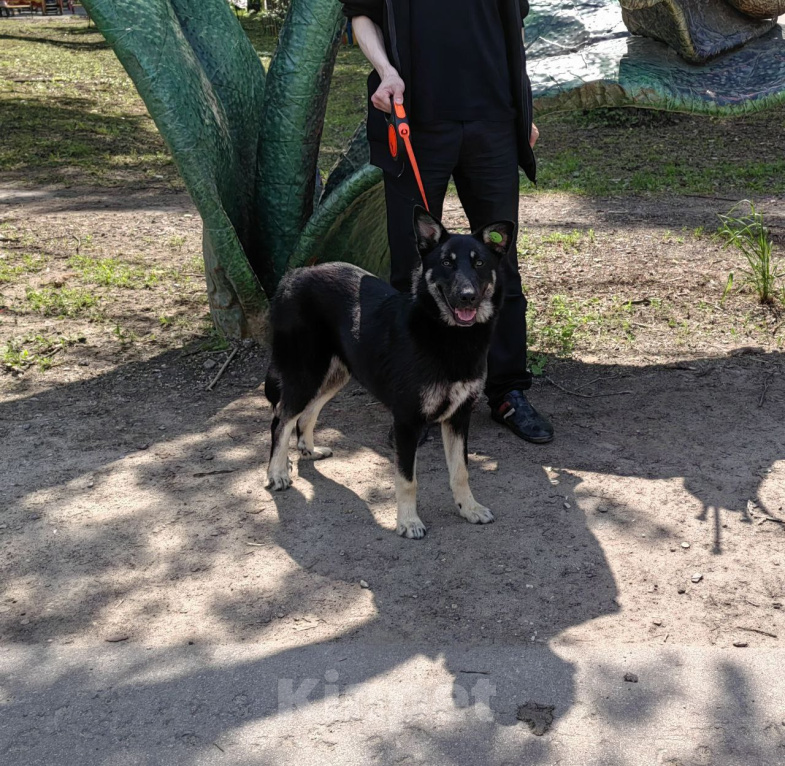 Собаки в Рязани: Гоша - умный городской пёс Мальчик, Бесплатно - фото 3