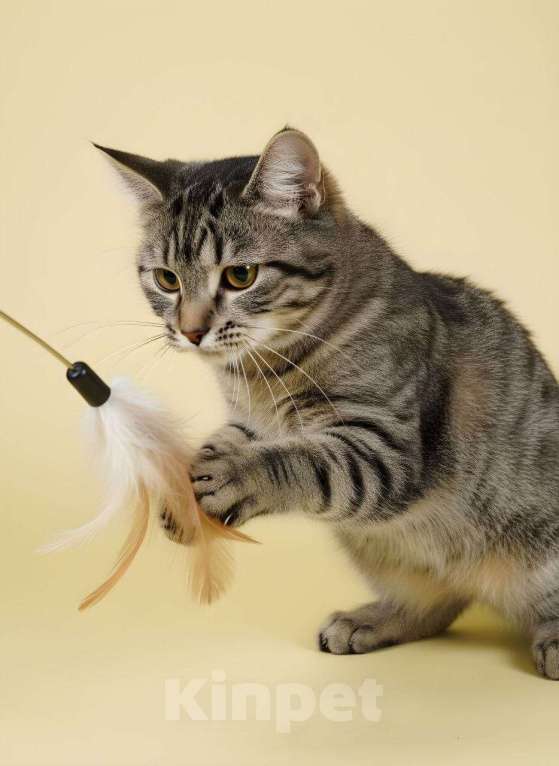 Кошки в Красногорске: Котенок Маруся 5 месяцев ищет дом Девочка, Бесплатно - фото 4