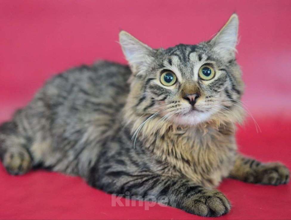 Кошки в Москве: Отдам котёнка в добрые руки Мальчик, Бесплатно - фото 4