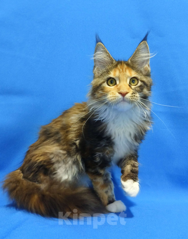 Кошки в Москве: Котенок Мейн-Кун Девочка Девочка, 47 000 руб. - фото 4