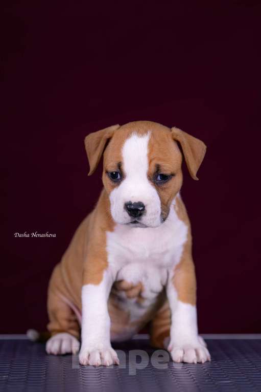 Собаки в других городах Московской области: Американского стаффордширского терьера щенки Девочка, 120 000 руб. - фото 6