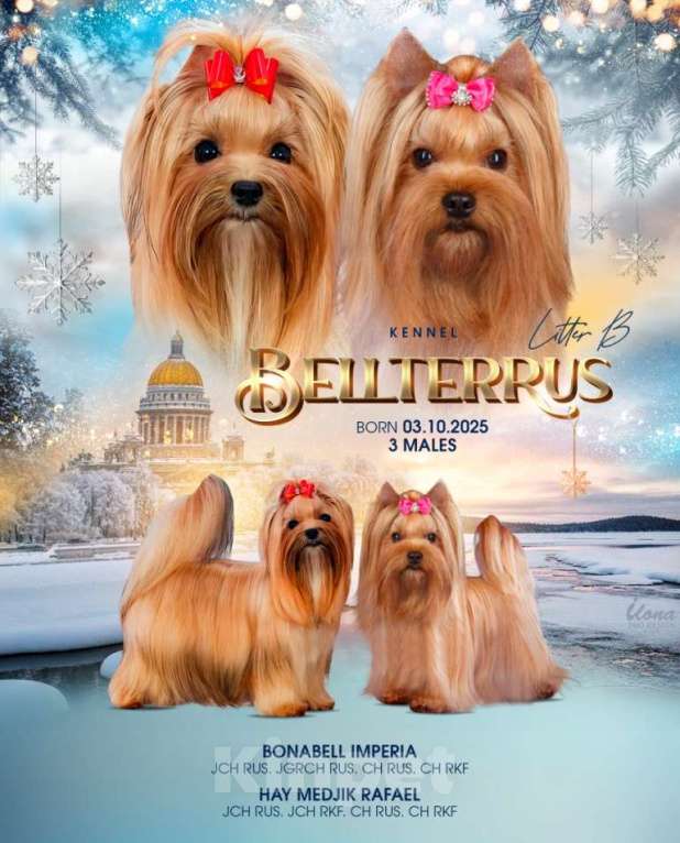 Собаки в Санкт-Петербурге: щенок русской салонной собаки (похож на цветного йорка) Мальчик, 40 000 руб. - фото 2