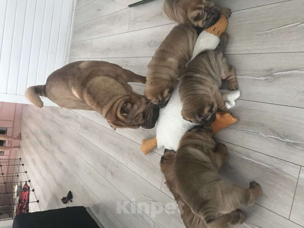 Собаки в Москве: Продаются высокопородные щенки Шарпея  Девочка, Бесплатно - фото 6