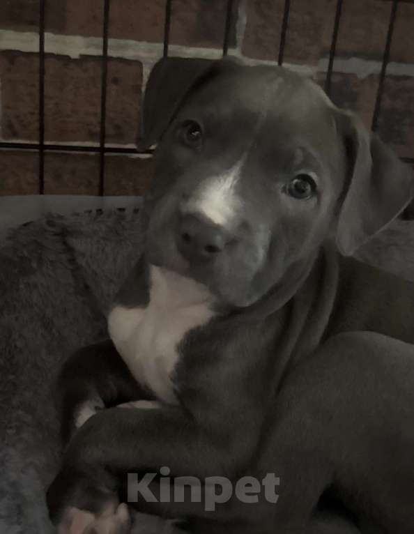 Собаки в Москве: Американский стаффодширский терьер Мальчик, 70 000 руб. - фото 2