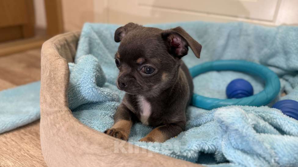 Собаки в Томске: Щенок чихуахуа мальчик г/ш Мальчик, 35 000 руб. - фото 3