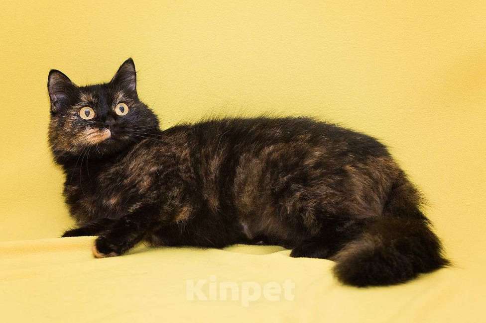 Кошки в Москве: Черепаховая кошечка в добрые руки  Девочка, Бесплатно - фото 2