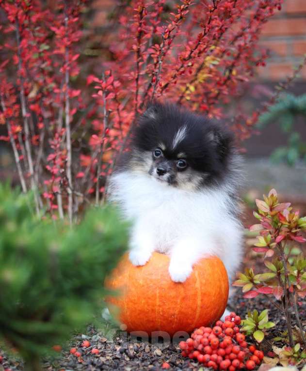 Собаки в Новосибирске: Мальчик триколор Мальчик, Бесплатно - фото 5