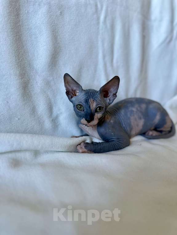 Кошки в Москве: Девочка канадского сфинкса  Девочка, 45 000 руб. - фото 5