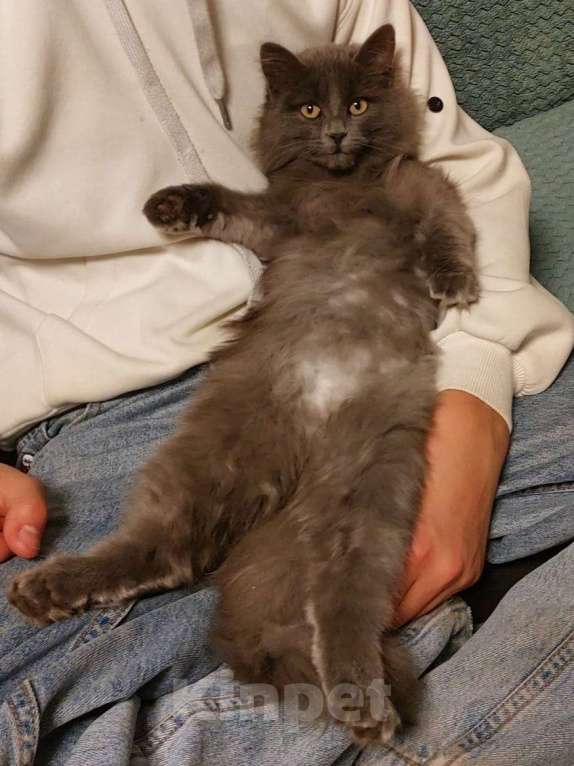 Кошки в Санкт-Петербурге: Красивая пушистая кошечка-подросток Девочка, Бесплатно - фото 4