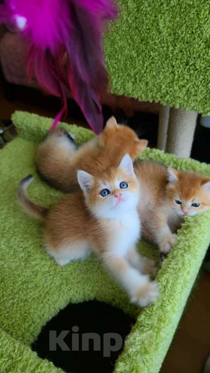 Кошки в Москве: Мальчики 3 шт британская золотая шиншилла  Мальчик, 38 000 руб. - фото 5
