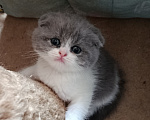 Кошки в Барнауле: Шотландская вислоухая кошка короткошёрстная Девочка, 10 000 руб. - фото 1