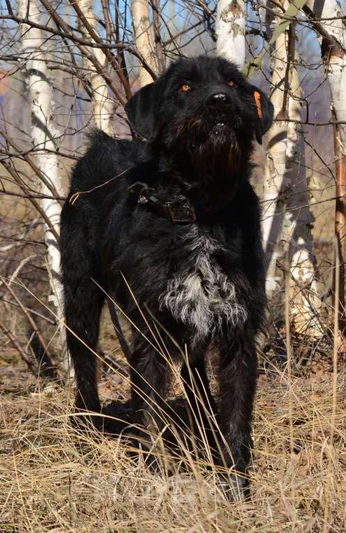 Собаки в Воронеже: Пёс помесь с курцхааром в добрые руки  Мальчик, Бесплатно - фото 3