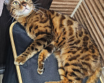 Кошки в Сургуте: Кошечка в добрые руки Девочка, Бесплатно - фото 3