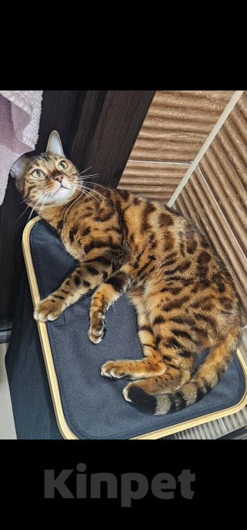 Кошки в Сургуте: Кошечка в добрые руки Девочка, Бесплатно - фото 3