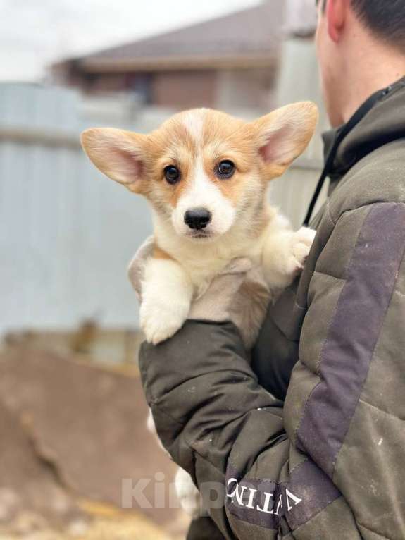 Собаки в Нижнем Новгороде: Вельш-корги пемброк РКФ Девочка, 50 000 руб. - фото 3