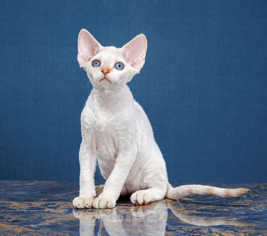 Кошки в Новосибирске: Девон Рекс, мальчик Мальчик, Бесплатно - фото 2