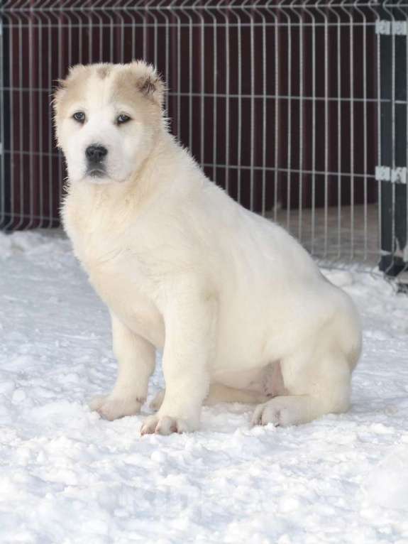 Собаки в Архангельске: Щенок девочка Алабай Девочка, 40 000 руб. - фото 3