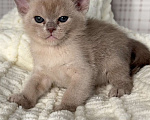 Кошки в Калининграде: Европейская бурма. Котята. Питомник Мальчик, 80 000 руб. - фото 2