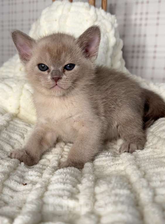 Кошки в Калининграде: Европейская бурма. Котята. Питомник Мальчик, 80 000 руб. - фото 2