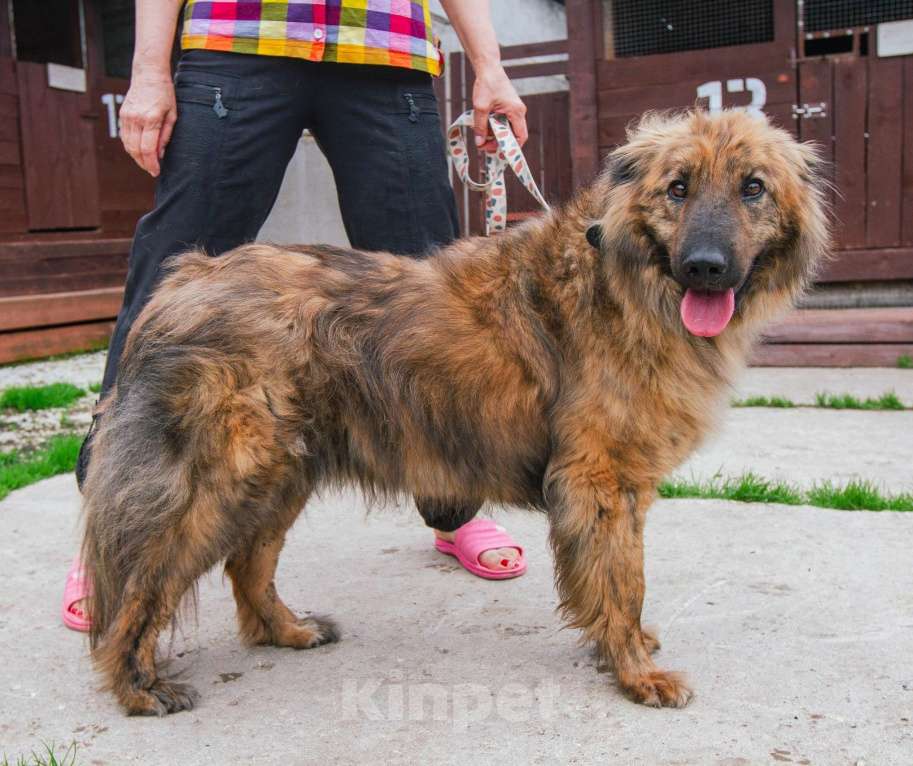 Собаки в Москве: Ласкуша Тигруля в поисках дома и хозяина. Мальчик, Бесплатно - фото 3