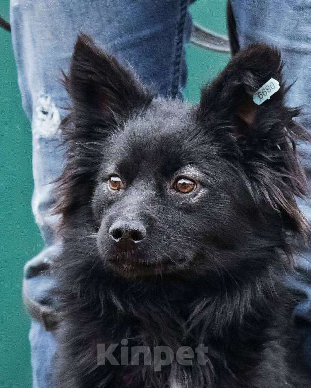 Собаки в других городах Московской области: Найт ищет семью Мальчик, Бесплатно - фото 7