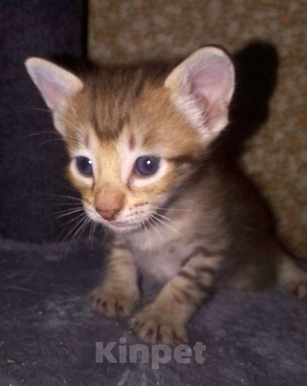 Кошки в Москве: Ориентальные котята  Девочка, 15 000 руб. - фото 5