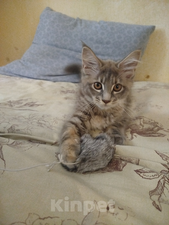 Кошки в Балашихе: Продам котят мейн кун Девочка, 10 000 руб. - фото 1