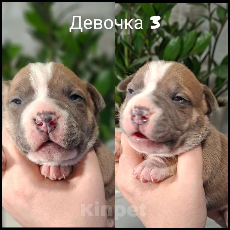 Собаки в Костроме: Американские булочки Девочка, 70 000 руб. - фото 7