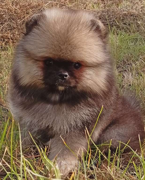 Собаки в Воронеже: Шпиц мишка Девочка, 60 000 руб. - фото 2