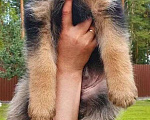 Собаки в Санкт-Петербурге: Немецкая овчарка Девочка, 30 000 руб. - фото 2
