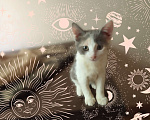 Кошки в Рязани: Кошечка трехцветка Девочка, 10 руб. - фото 2