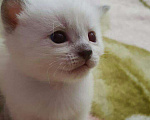 Кошки в Климовске: Тайский (Сиамский) кот. Вязка.Случка. , 2 000 руб. - фото 7