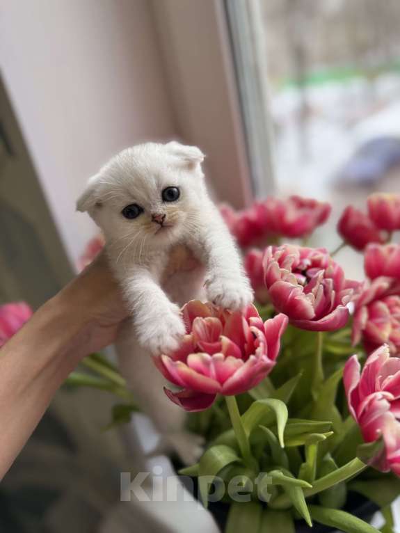 Кошки в Москве: Шотландские котята Мальчик, Бесплатно - фото 5