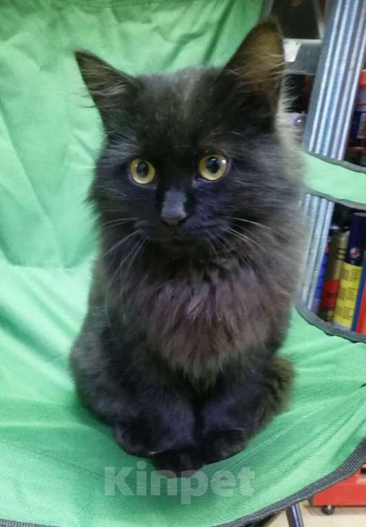 Кошки в Москве: Черный пушистый котенок Мальчик, Бесплатно - фото 1