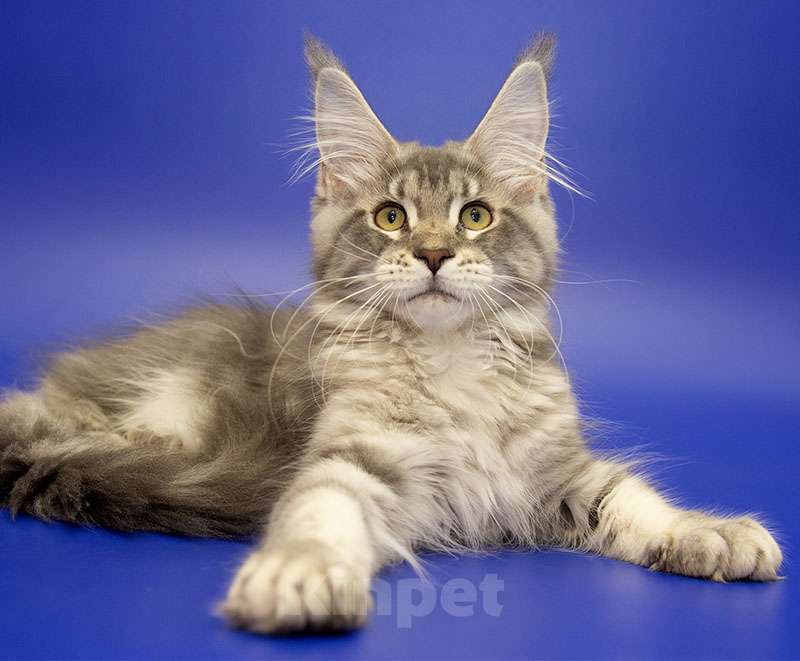 Кошки в Москве: Мейн кун котенок Девочка, Бесплатно - фото 2