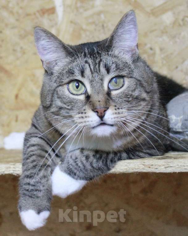 Кошки в Москве: С рождения в клетке  Девочка, Бесплатно - фото 2