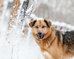 Собаки в Москве: Ищет дом Тим - верный друг и надежный товарищ. Мальчик, Бесплатно - фото 7