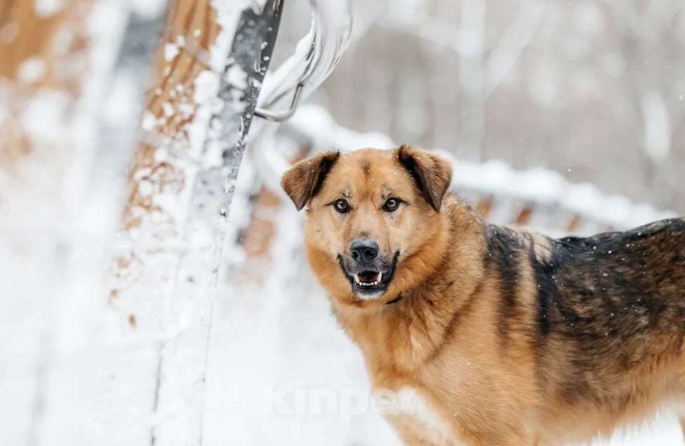 Собаки в Москве: Ищет дом Тим - верный друг и надежный товарищ. Мальчик, Бесплатно - фото 7