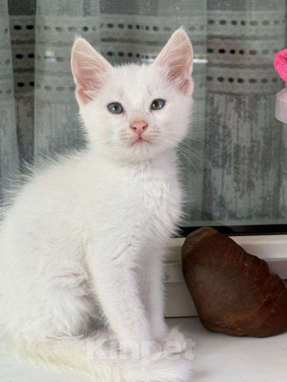 Кошки в Москве: Белый котенок в добрые руки  Мальчик, Бесплатно - фото 3